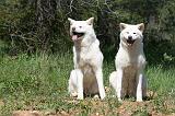 AKITA INU 425
